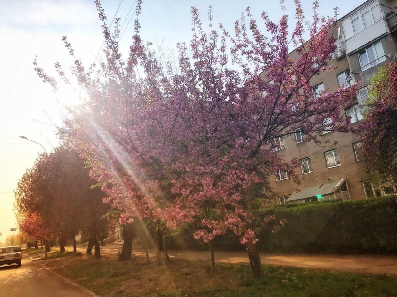 Арт Квартира В Центрі Міста Uzjhorod Eksteriør bilde